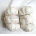 China New Crop Fresh Garlic Small Bag Packing Wholesale